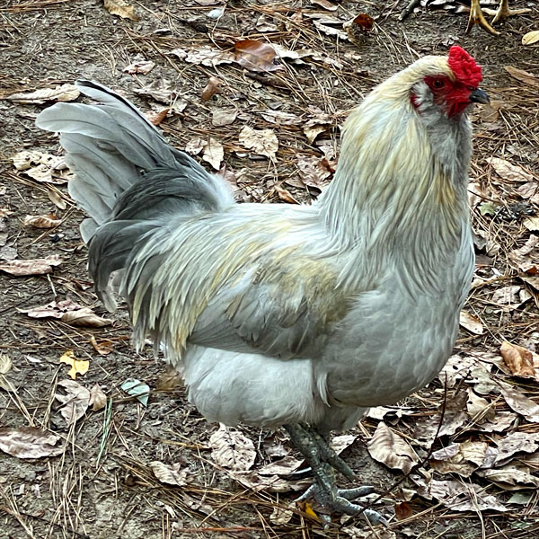 Lavender Ameraucana - Tnf Farms Llc, Havana, Florida