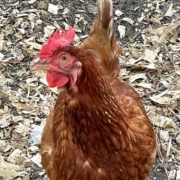 curious rhode island hen This Rhode Island Red hen is curious
