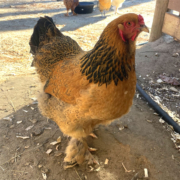 a friendly favorite hen This is a friendly, favorite hen of ours