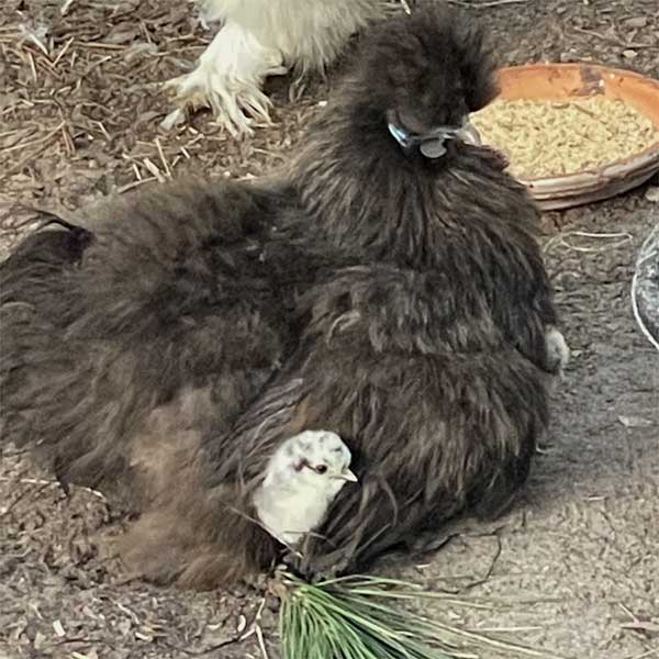 Silkies and Frizzles | TnF Farms, Havana, Florida