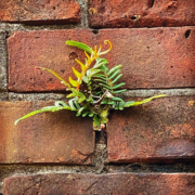 We found a plant growing in the bricks at Fort Clinch