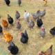 TnF Farms chickens are fed a non-GMO feed and get to free range everyday.